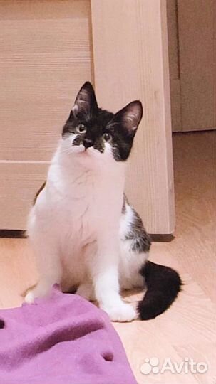 Наум коточеловек