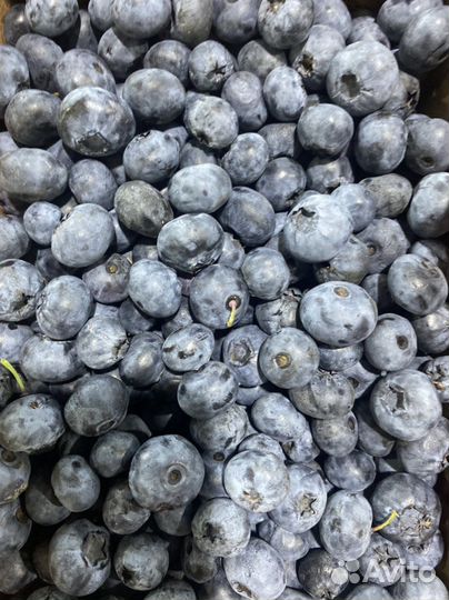 Голубика свежая