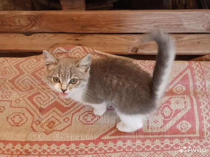 Отдам в добрые руки котят