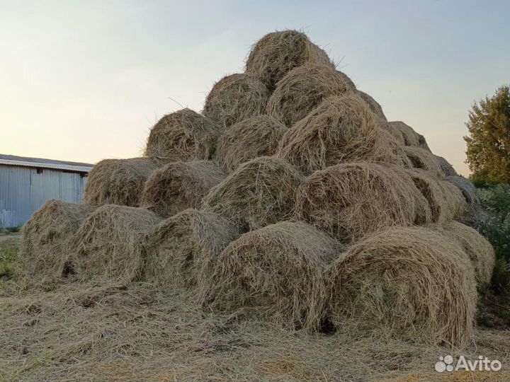 Продам сено в рулонах