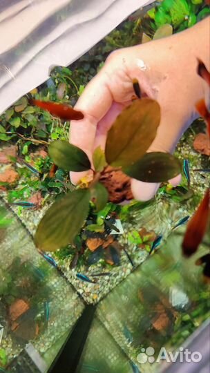 Широколистные буцефаландры,анубиас,лагенандра