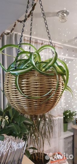 Подвесное кашпо