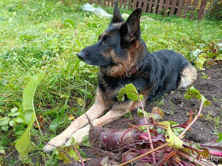 Немецкая овчарка