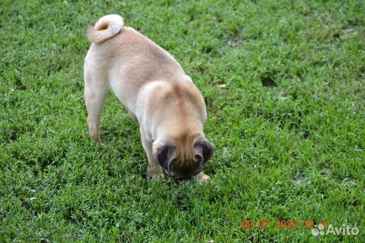 Мопс щенок, девочка