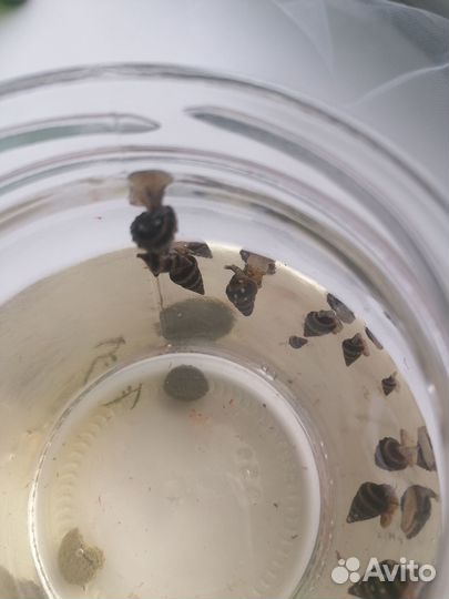 Улитка хелена