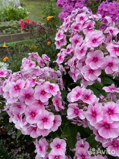 Флоксы, ирисы