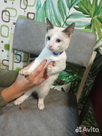 Сиамский котик