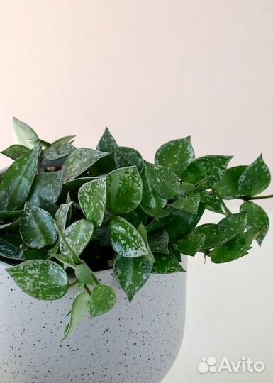 Хойя, набор черенков 3 штуки