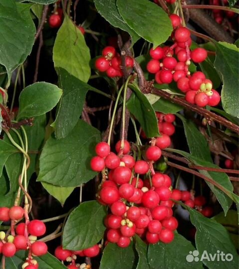 Лимонник китайский саженцы