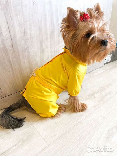 Одежда для собак, дождевик