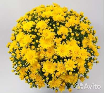 Хризантемы мультифлора