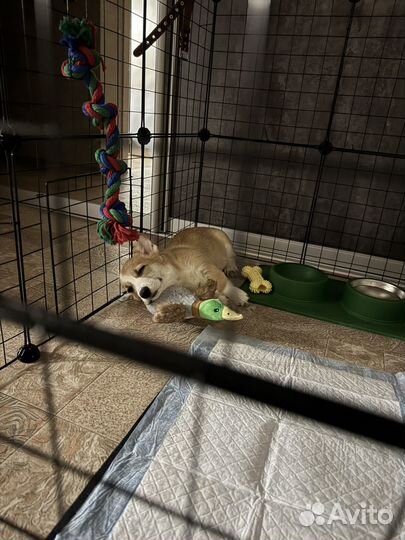 Щенок корги девочка