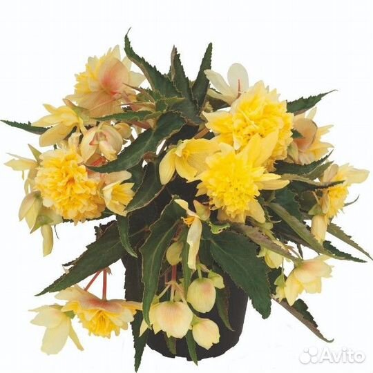 Бегония Беллекония