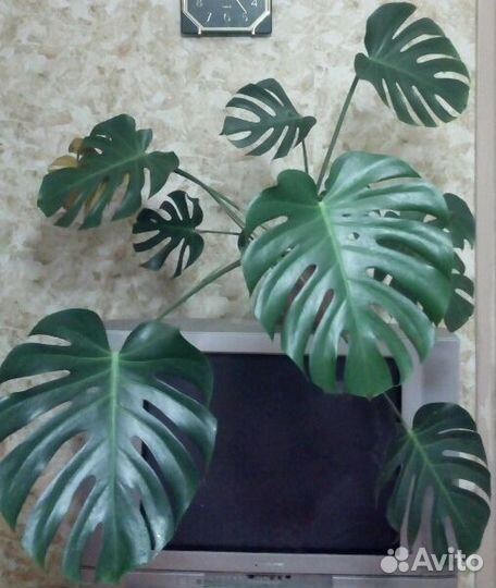 Монстера, денежное дерево, фаленопсис, драцена