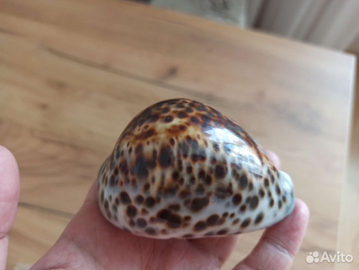 Морская раковина