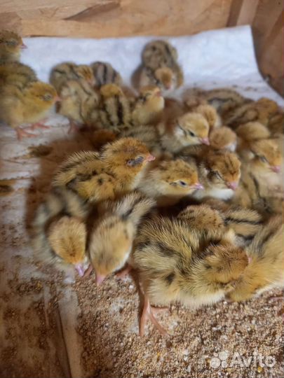 Перепелиный помет