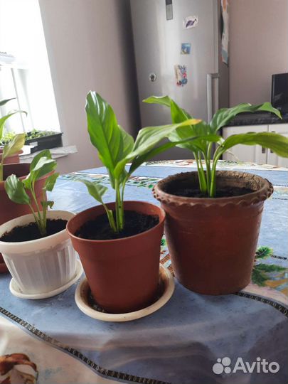 Спатифиллум, денежное дерево. Фиалка