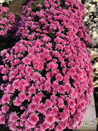 Хризантема мультифлора