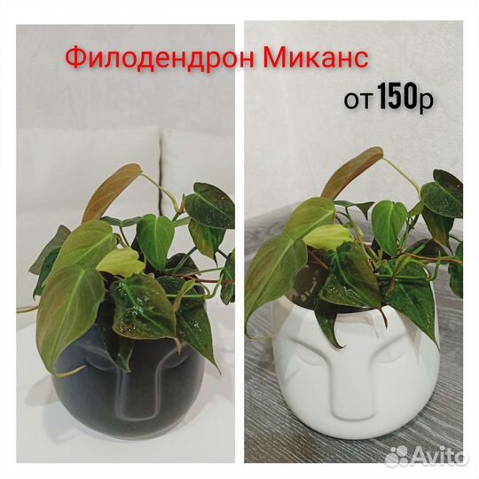 Филодендроны разные