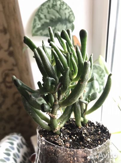 Толстянка хоббит