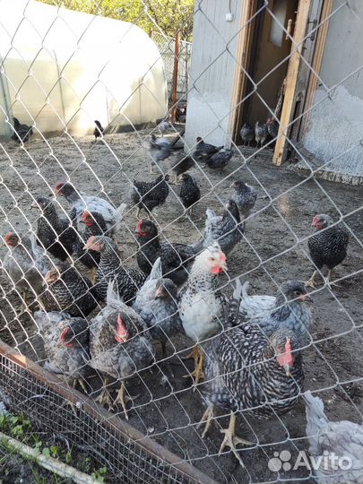 Молодые петухи