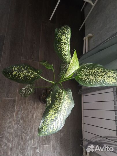 Диффенбахия