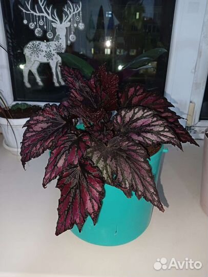 Продам цветы комнатные