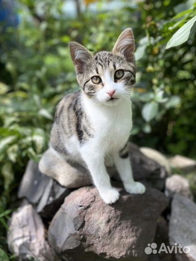 Котенок 3 мес