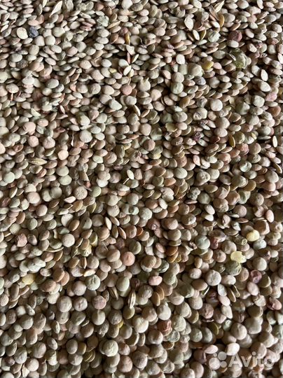 Чечевица зеленая