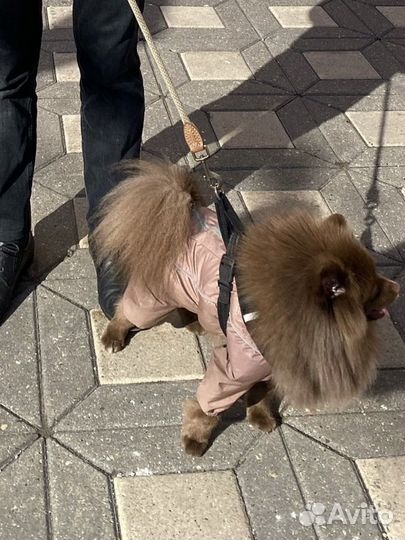 Дождевик для собак