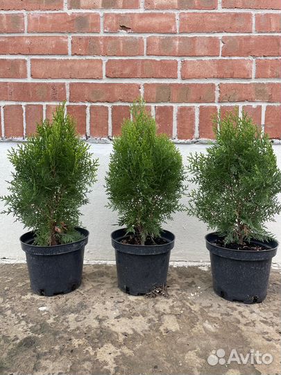 Туя восточная ауреа нана