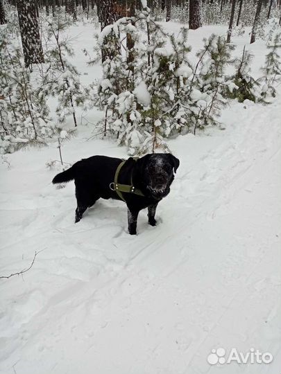Лабрадор ждёт подружку в гости вязка