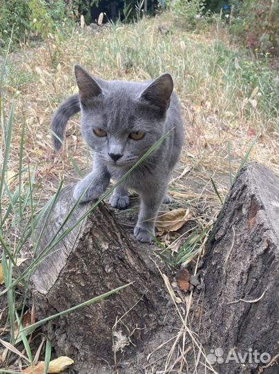 Кот ищет хозяев