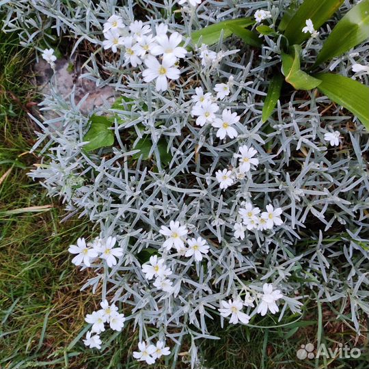 Стелющиеся для альпийской горки, бордюров