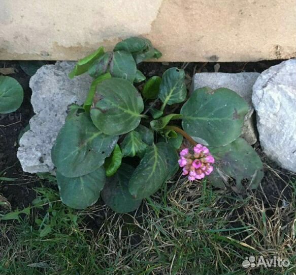 Саженцы Бадана