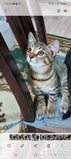 Котик ищет любящую семью