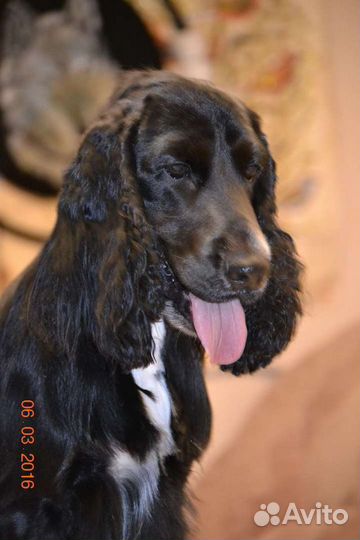 Вязка. Спаниель