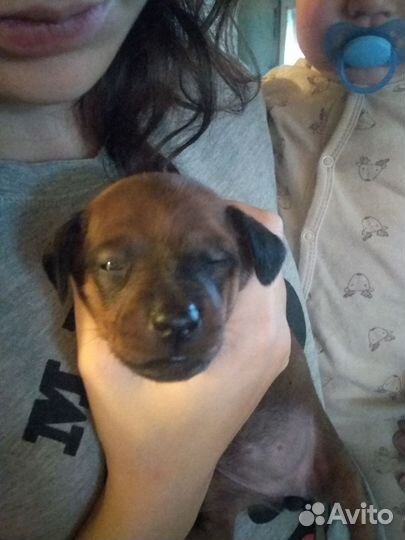 Щенки карликовой таксы в добрые руки