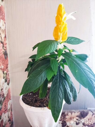 Пахистахис