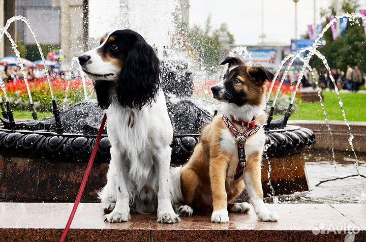 Дрессировка собак, Передержка, Кинолог