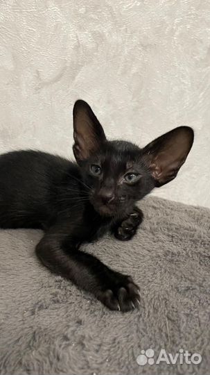 Котята породы Ориентал