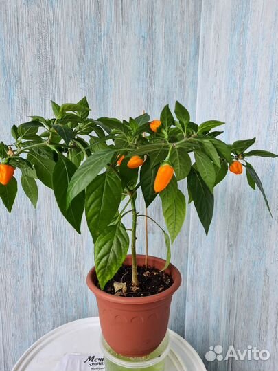 Рассада острых комнатных перчиков