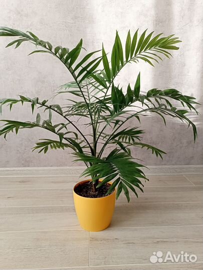 Пальма хамедорея