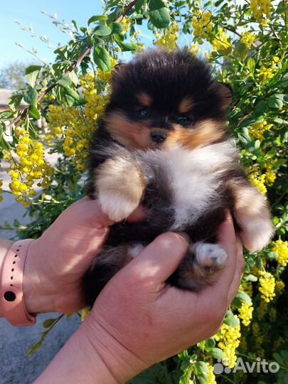 Щенки шпицы