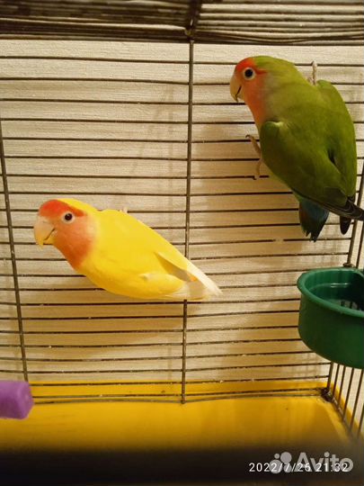 Попугай неразлучники