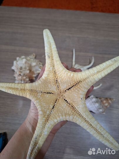 Ракушка морская большая