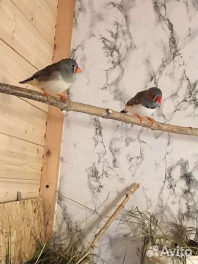 Фазан охотничий