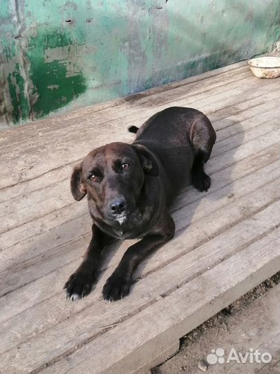 Маленькая собачка в добрые пуки бесплатно