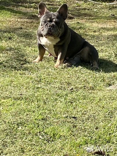 Девочка француский бульдог