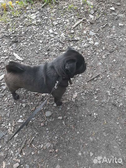 Черный мопс